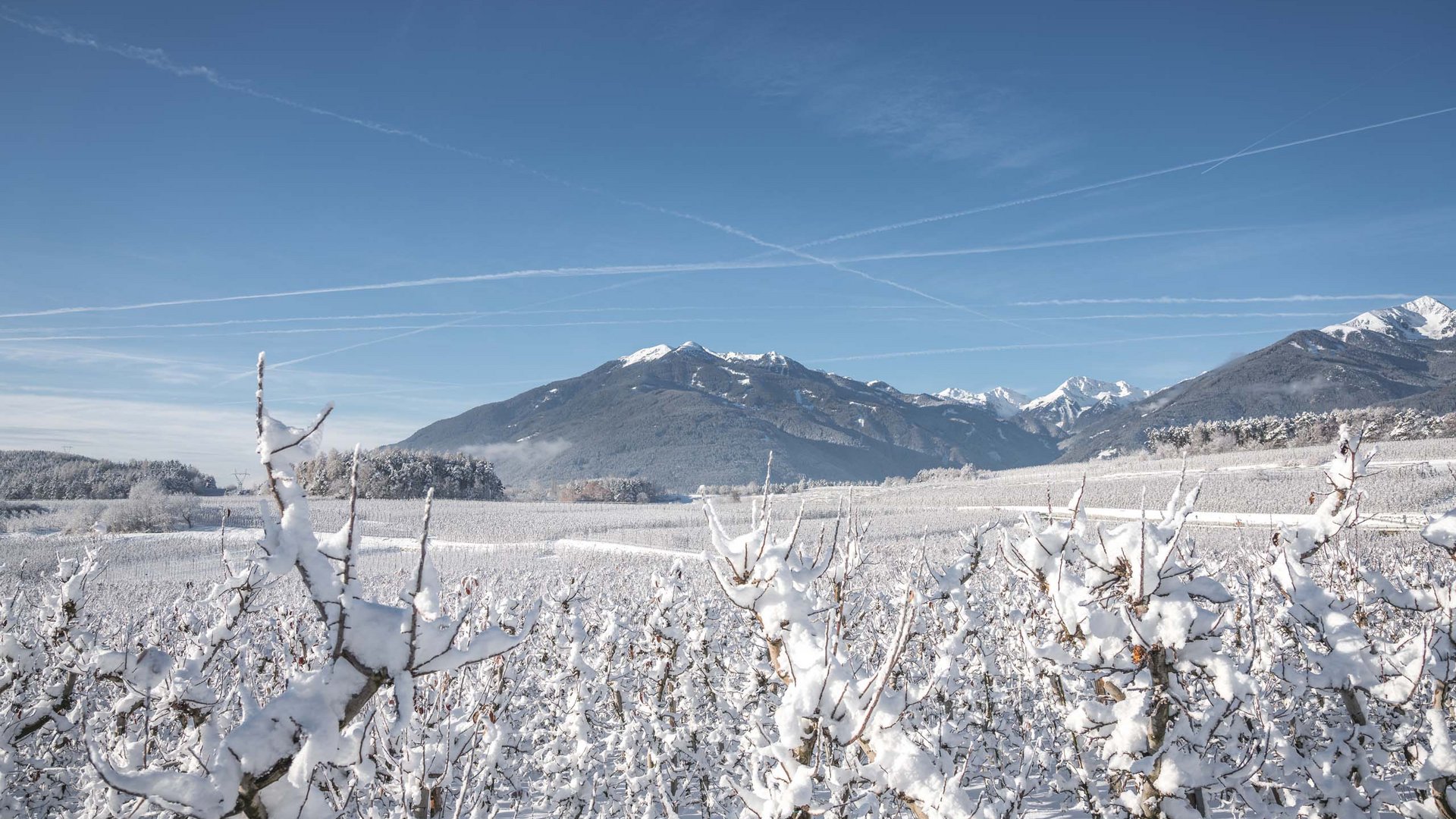 Ihr Hotel in Natz-Schabs bei Brixen, Südtirol Schneebedeckte Weingärten mit Bergen und blauem Himmel im Hintergrund